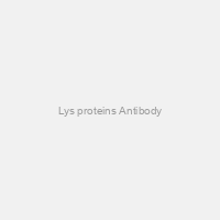 Lys proteins Antibody